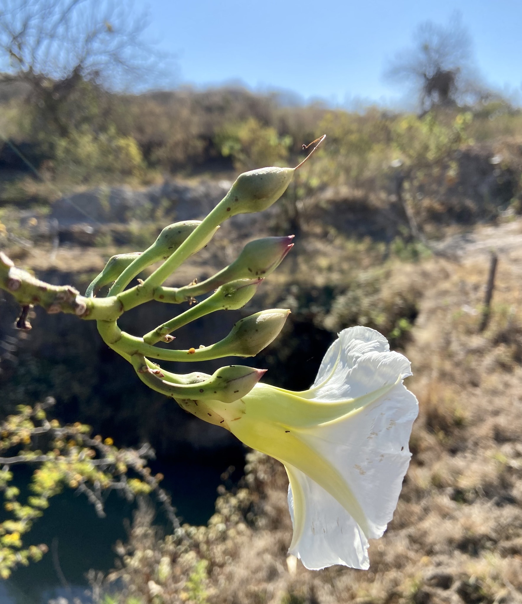 Ipomoea arborescens